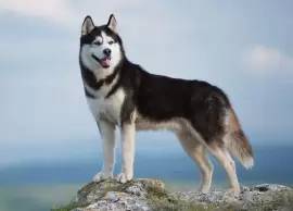 Husky