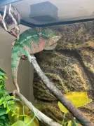 male panther chameleon