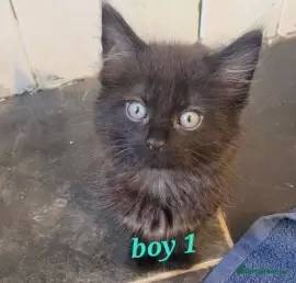 2 beautiful chocolate kittens longhaired