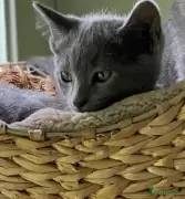 Beautiful full Russian Blue Kittens last girl