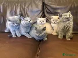 British Shorthair kittens blue and lilac