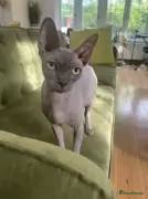 Male Sphynx. (Rudy)