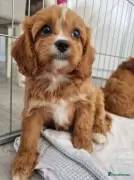 F1 Cavapoo puppies