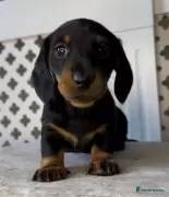 KC REG BLACK & TAN SHOW MINIATURE DACHSHUND PU