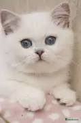 LUXURY SILVER BSH BLUE EYED KITTENS