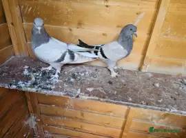 turkish takla pigeons