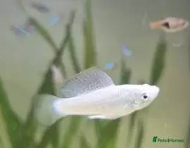 3 x male juvenile silver mollies